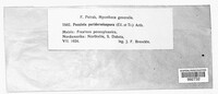 Puccinia peridermiospora image